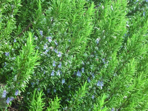 Rosmarinus officinalis (rozemarijn)
