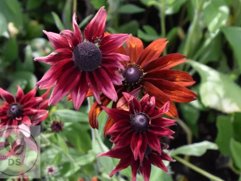 Rudbeckia hirta 'Cherry Brandy'