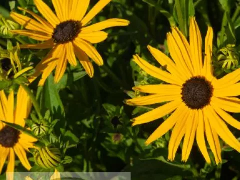 Rudbeckia fulg. 'City Garden'