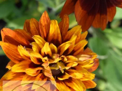 Rudbeckia hirta 'Cherokee Sunset'