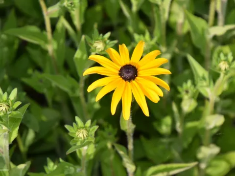 Rudbeckia fulg. var. deamii