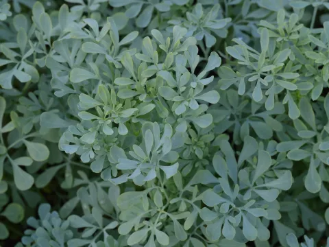 Ruta graveolens (wijnruit)