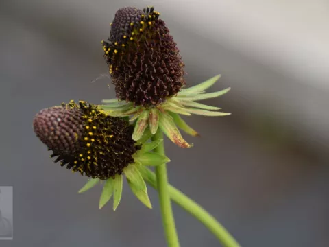 Rudbeckia occid. 'Green Wizzard'