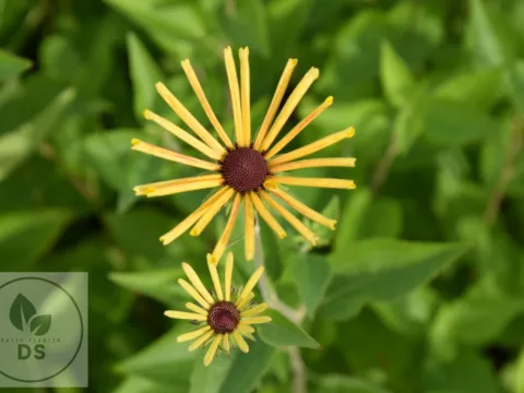 Rudbeckia subtomentosa 'Henry Eilers'