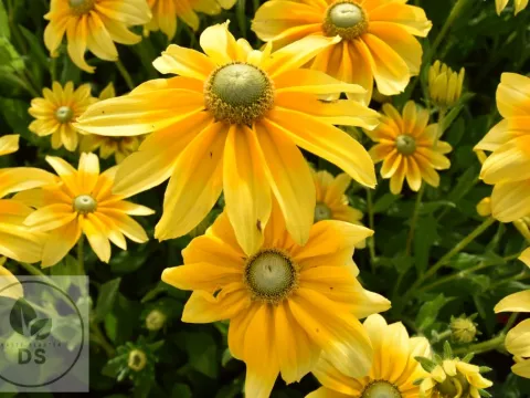 Rudbeckia hirta 'Prairie Sun'