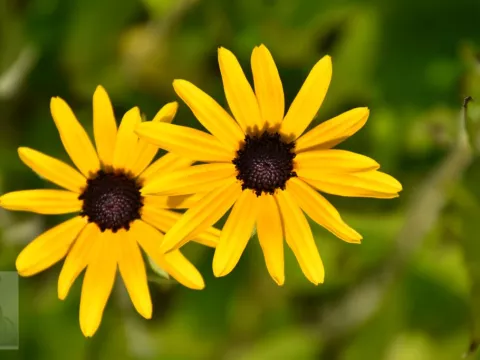 Rudbeckia fulg. var. speciosa (neumanii)