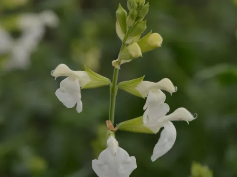 Salvia greggii 'Alba'