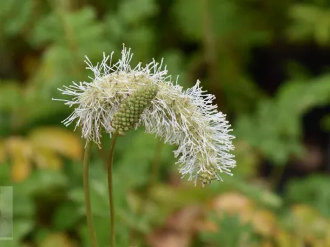 Sanguisorba obtusa 'Alba'