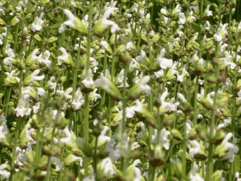 Salvia off. 'Albiflora'