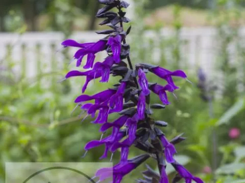 Salvia hybr. 'Amistad'