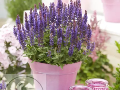 Salvia nem. 'Blue Bouquetta'