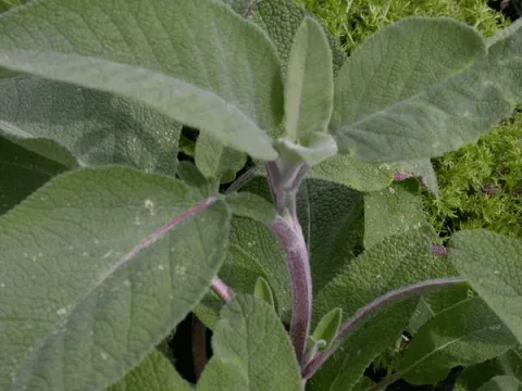 Salvia off. 'Berggarten'