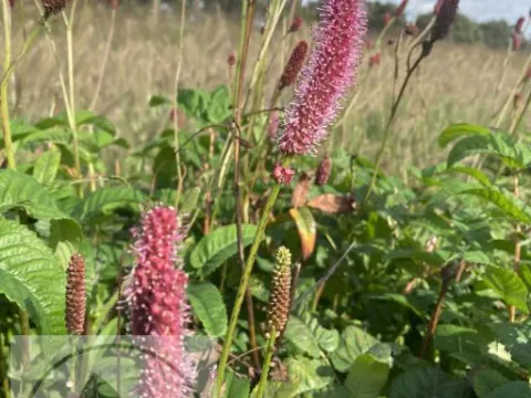 Sanguisorba 'Blackthorn'
