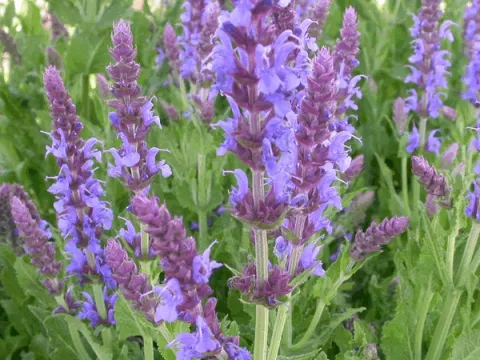 Salvia nem. 'Blauhuegel'