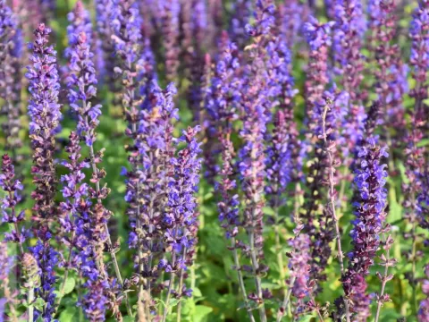 Salvia nem. 'Blaukoenigin'