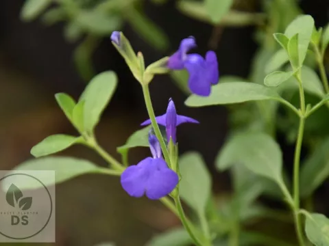 Salvia greggii 'Blue Note'