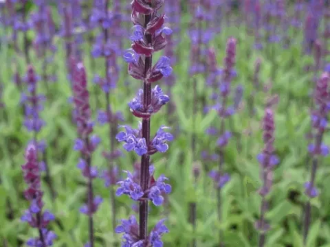 Salvia nem. 'Caradonna'