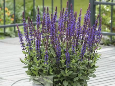 Salvia nem. 'Caradonna Compact'