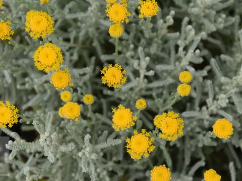 Santolina chamaecyparissus