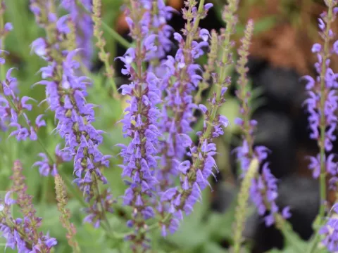 Salvia sylvestris 'Dear Anja'