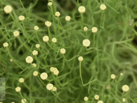 Santolina cham. 'Edward Bowles'