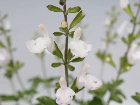 Salvia microphylla 'Gletsjer'