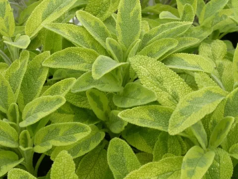Salvia off. 'Icterina'