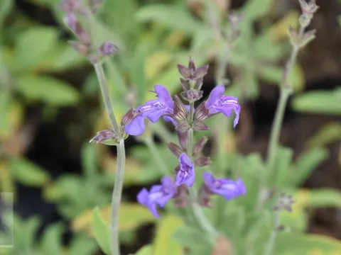 Salvia lavandulifolia