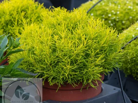 Santolina rosm. 'Lemon Fizz'