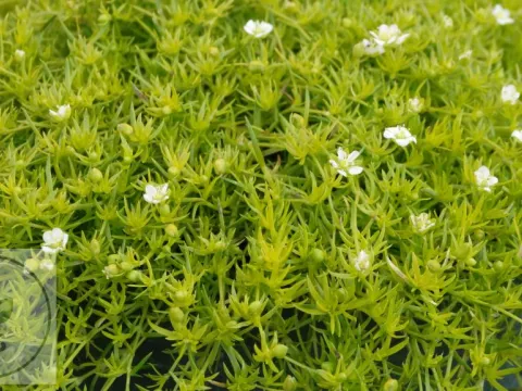 Sagina subulata 'Lime Moss'