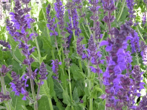Salvia nem. 'Mainacht'