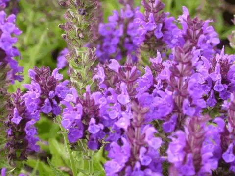 Salvia nem. 'Marcus'