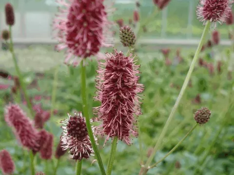 Sanguisorba menziesii