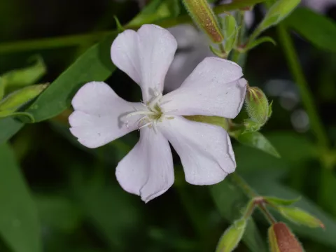 Saponaria lempergii 'Max Frei'