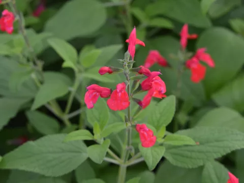 Salvia microphylla