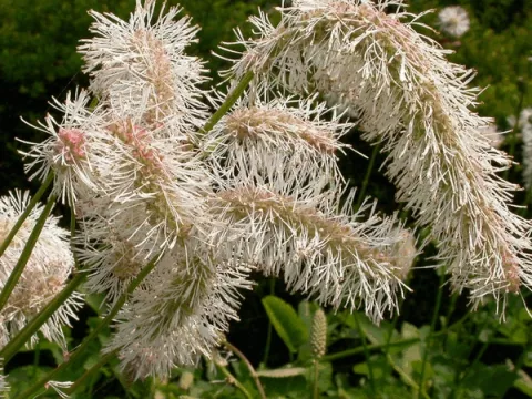 Sanguisorba obtusa