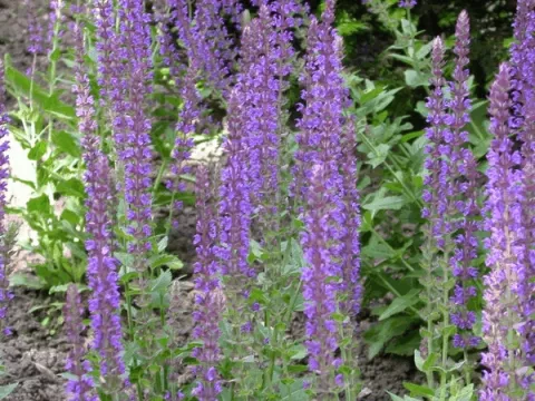 Salvia nem. 'Ostfriesland'