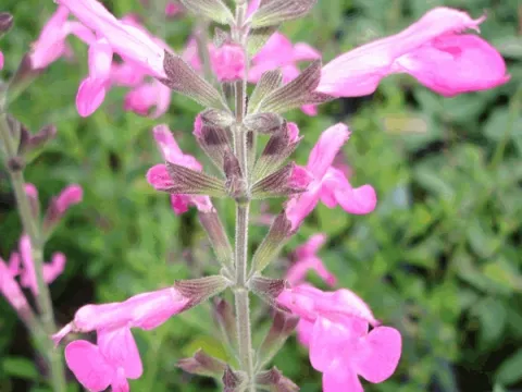 Salvia microphylla 'Pink Beauty'