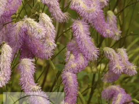 Sanguisorba 'Pink Bruches'