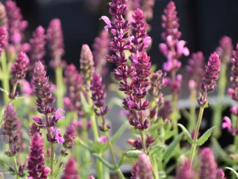 Salvia nem. 'Pink Friesland'