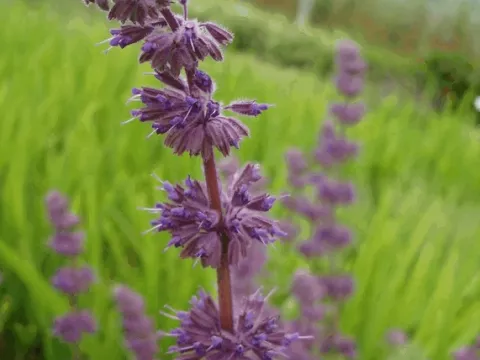 Salvia verticillata 'Purple Rain'