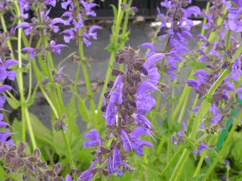 Salvia pratensis