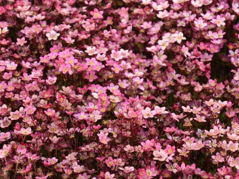 Saxifraga (A) 'Purperteppich'