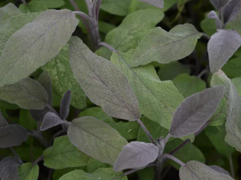 Salvia off. 'Purpurascens'