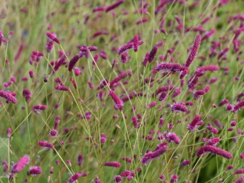 Sanguisorba tenuif. var. 'Purpurea'