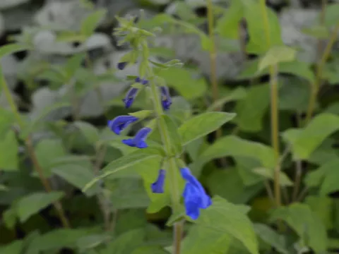 Salvia patens 'Royal Blue'