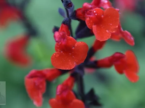 Salvia microphylla 'Royal Bumble'