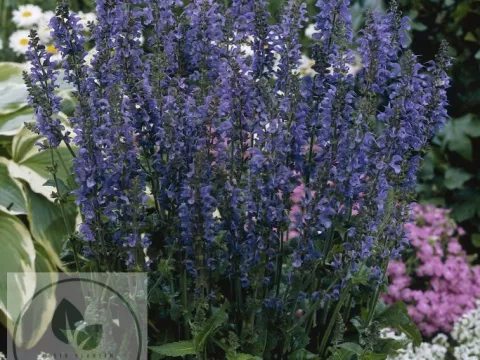 Salvia sylvestris 'Rhapsody in Blue'