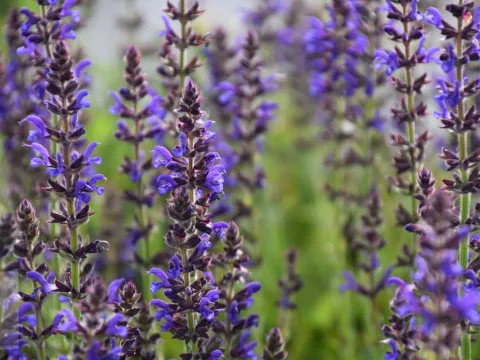 Salvia nem. 'Rügen'