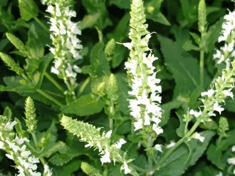 Salvia nem. 'Schneehügel'